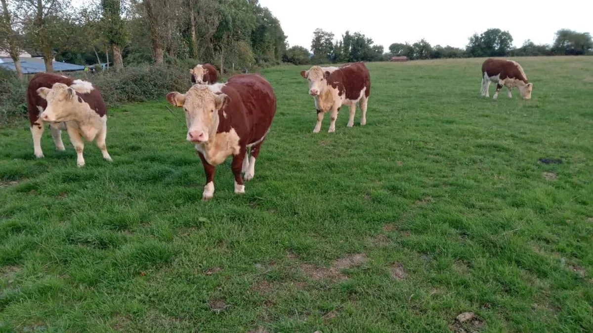 Pedigree Hereford Heifers