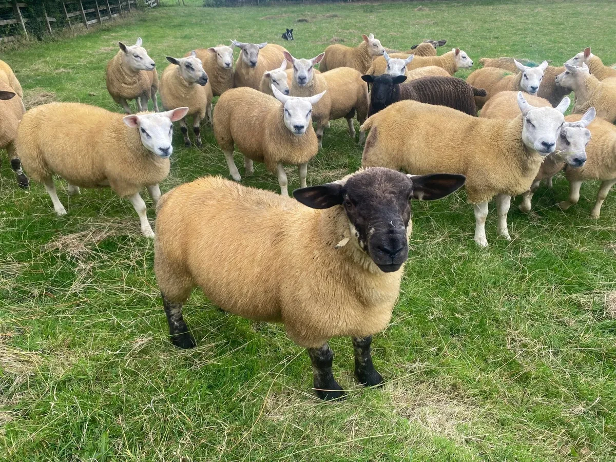 Ram lambs for sale Florencecourt - Image 3