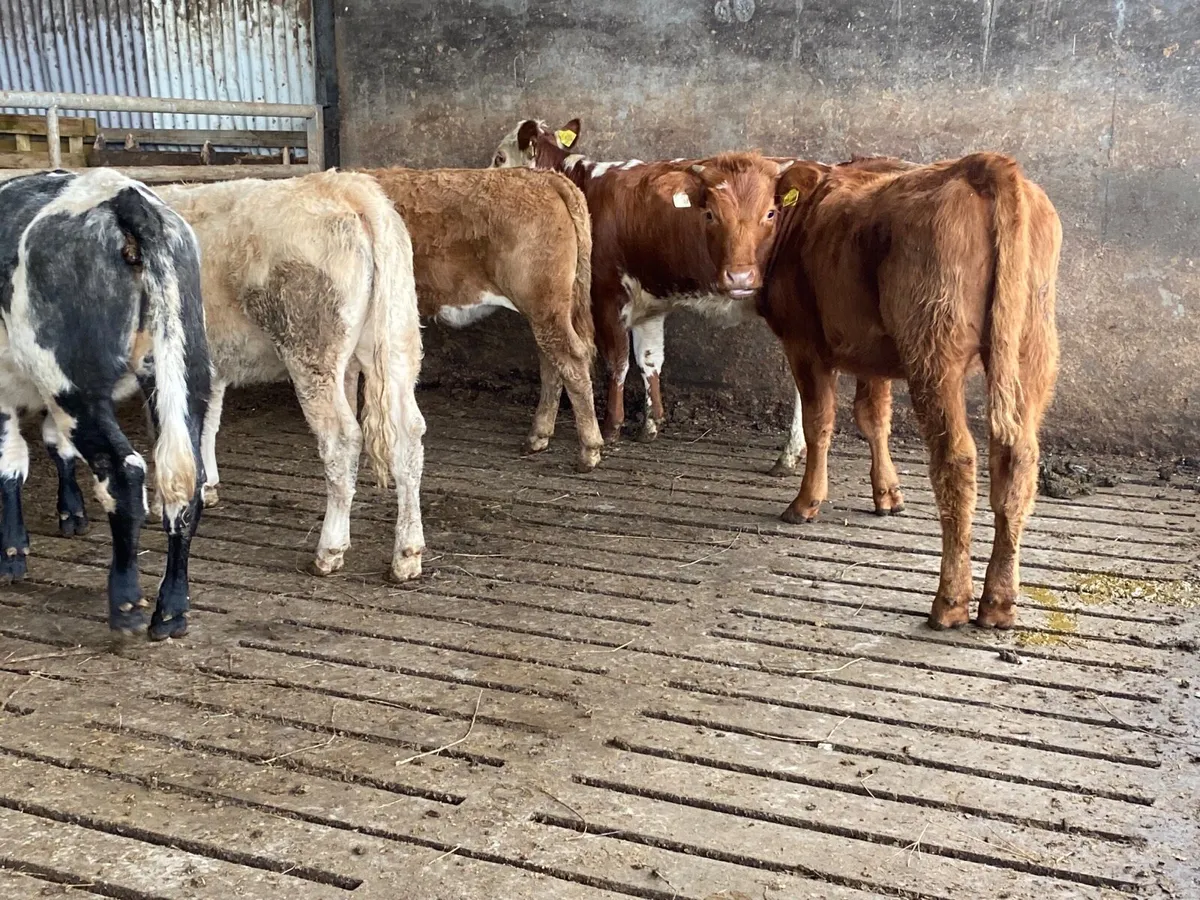 5 Heifer Weanlings - Image 1