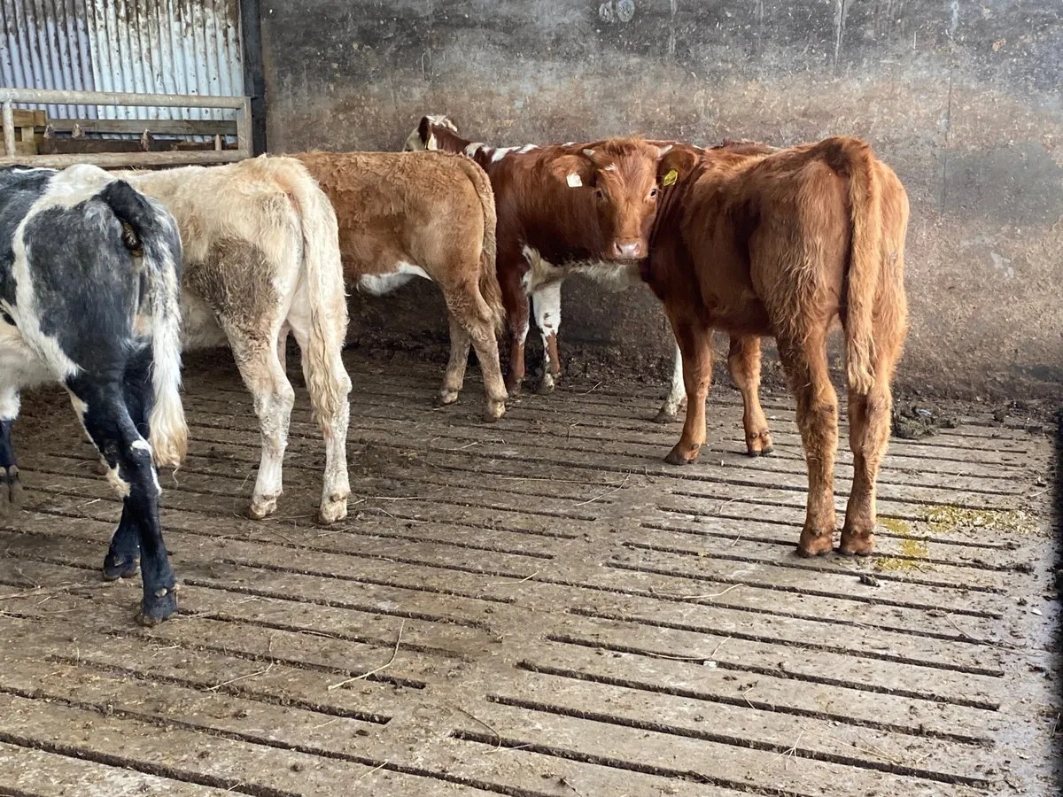 5 Heifer Weanlings - Image 2