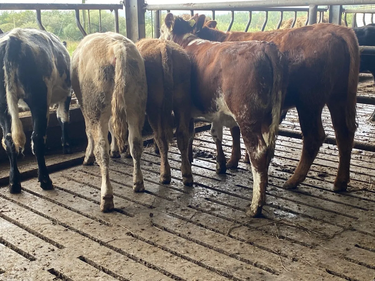 5 Heifer Weanlings - Image 3