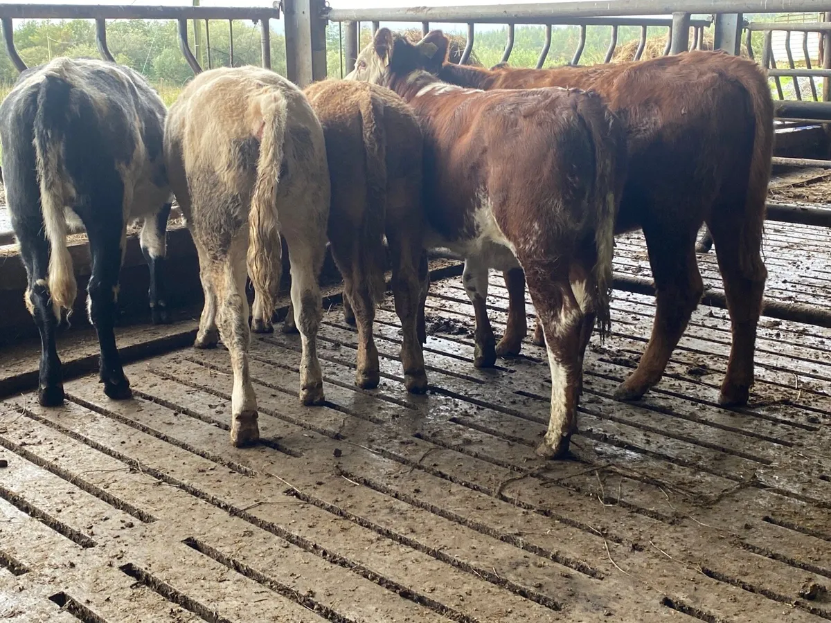 5 Heifer Weanlings - Image 4