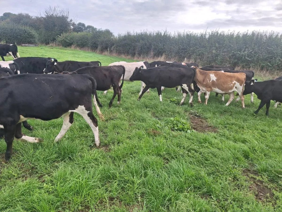 25 dairy heifer calves - Image 1