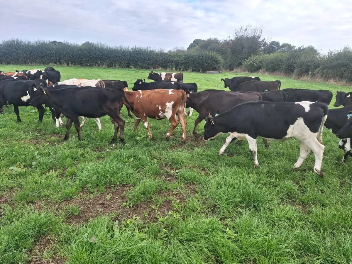 25 dairy heifer calves - Image 2