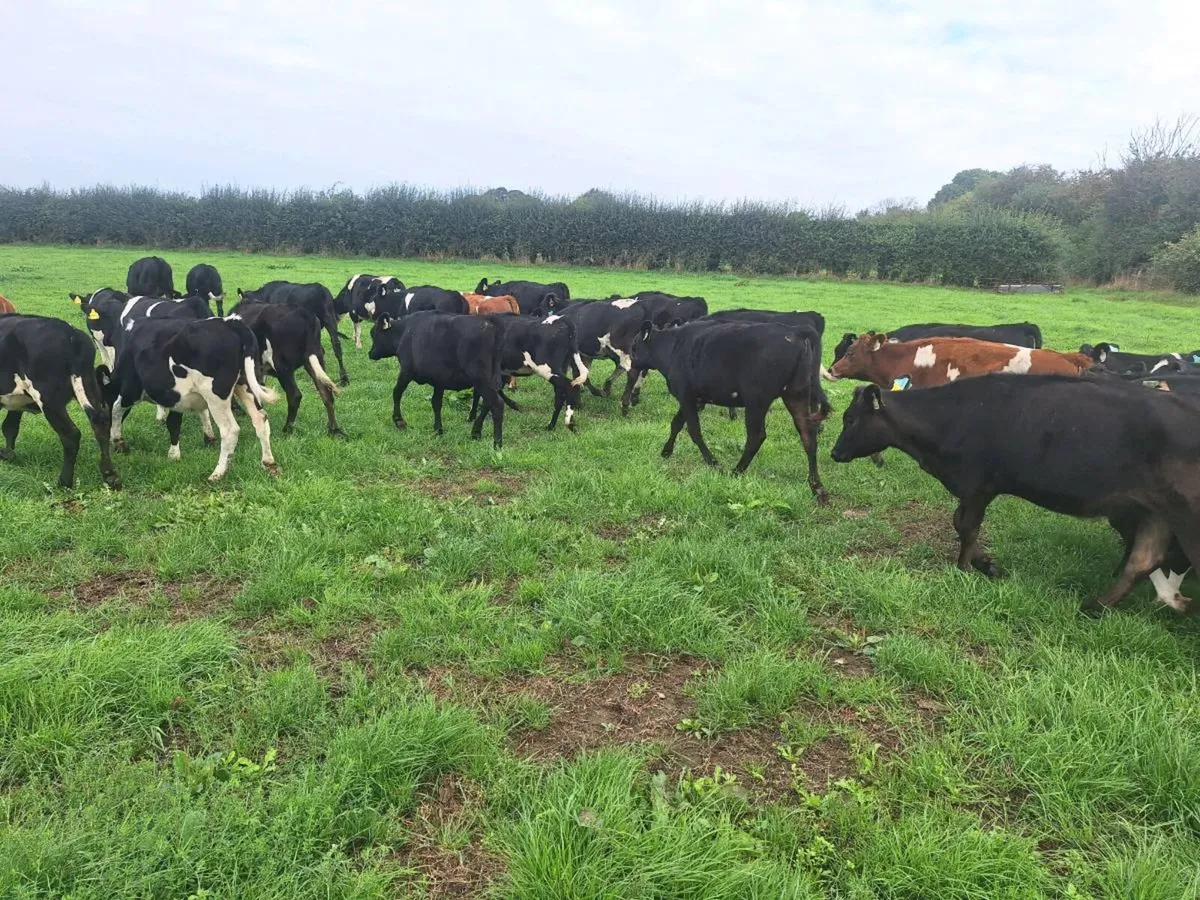 25 dairy heifer calves - Image 3