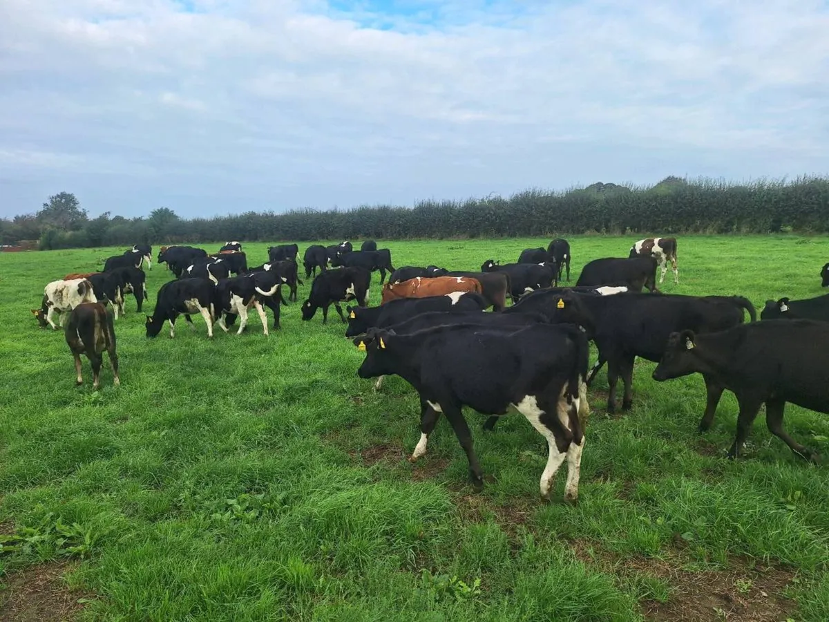 25 dairy heifer calves - Image 4