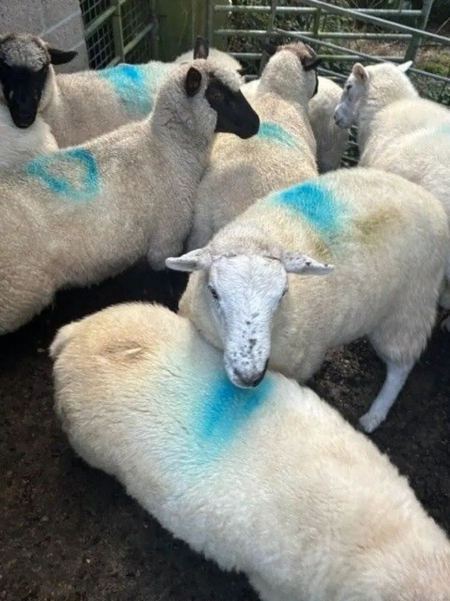 Crossbred Lowland Hoggetts for sale - Image 1