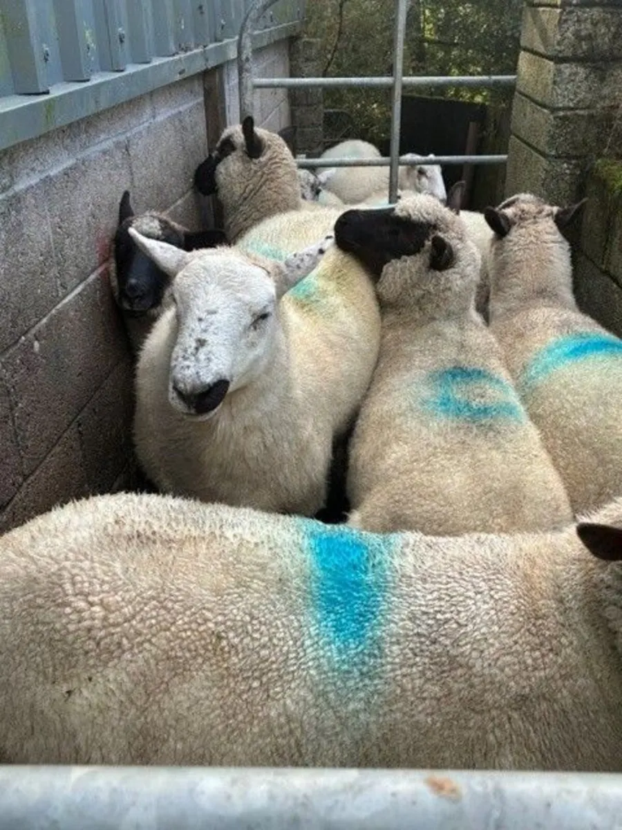 Crossbred Lowland Hoggetts for sale - Image 2
