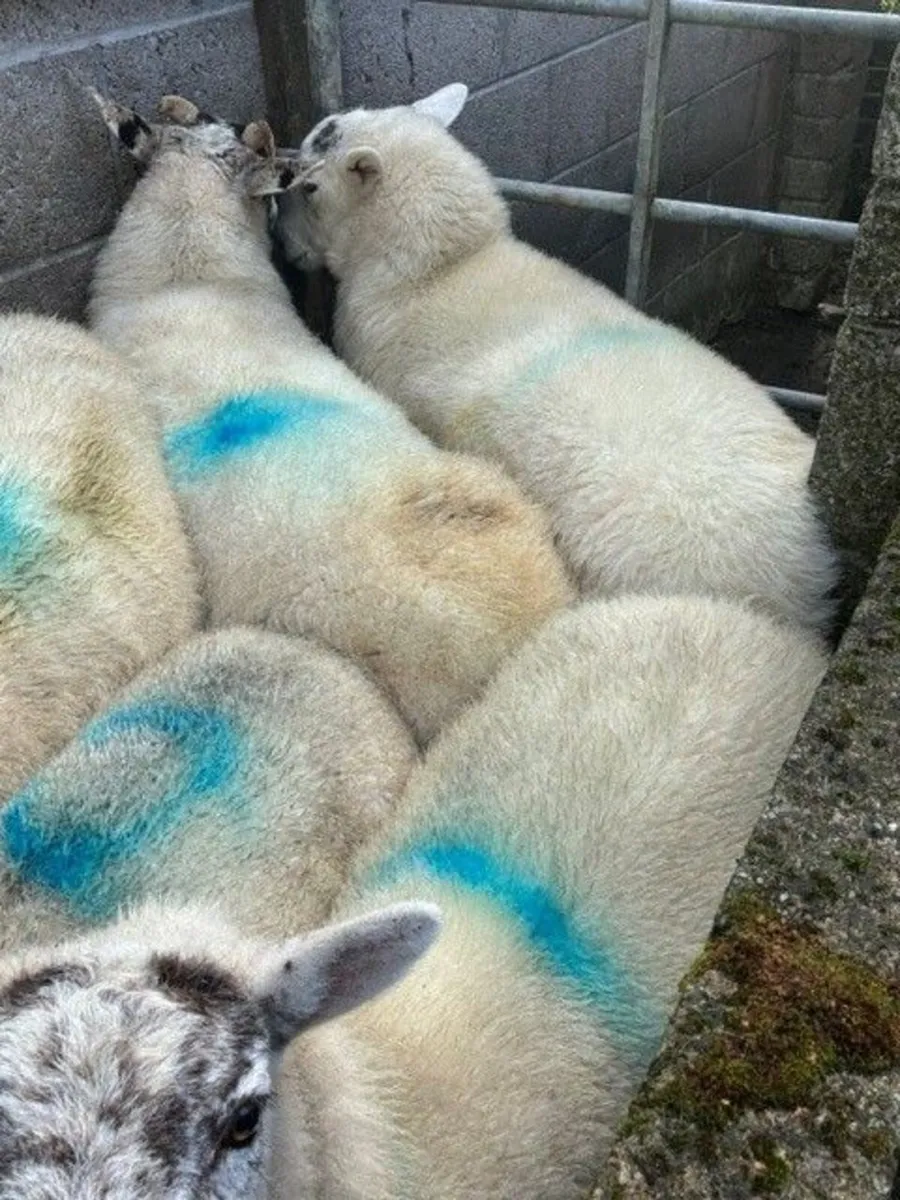 Crossbred Lowland Hoggetts for sale - Image 4