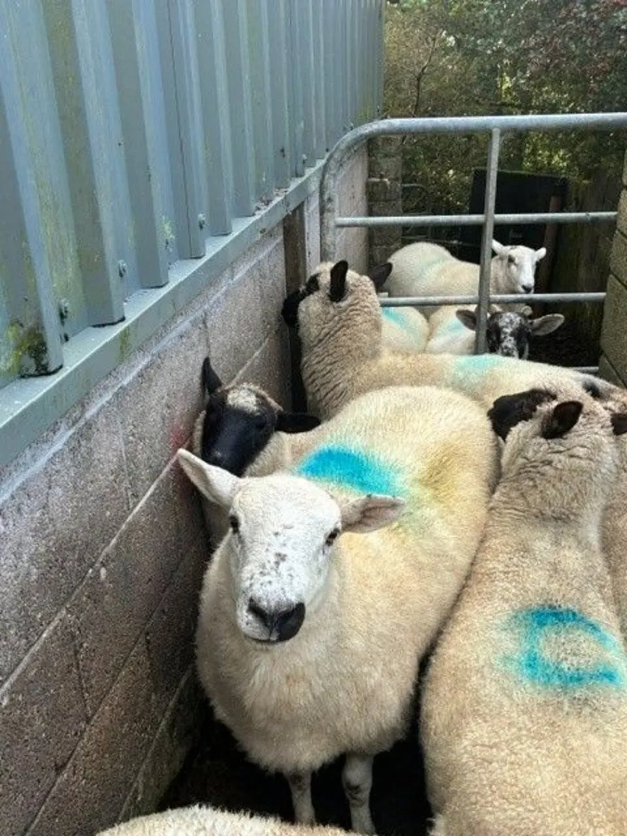Crossbred Lowland Hoggetts for sale - Image 3