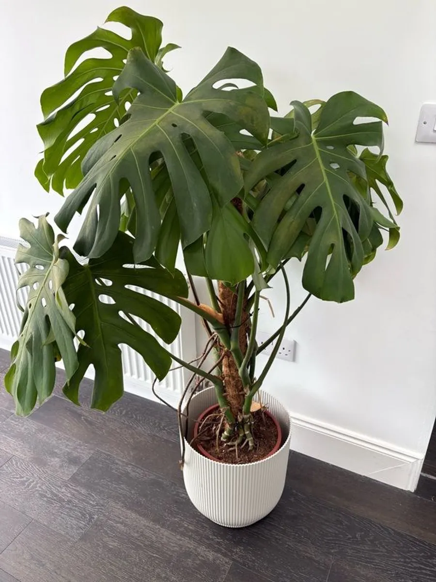 Monstera deliciosa - Image 1