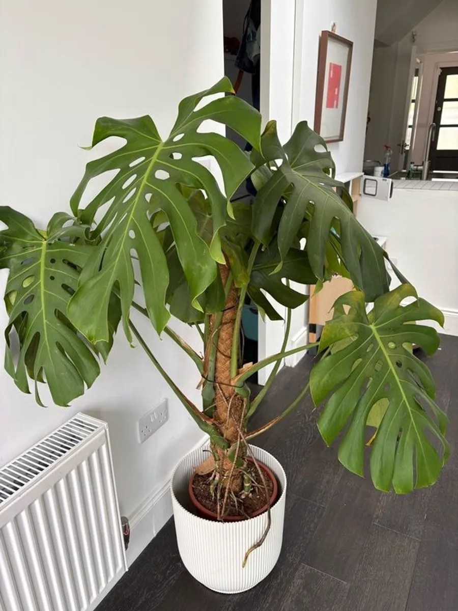 Monstera deliciosa - Image 2