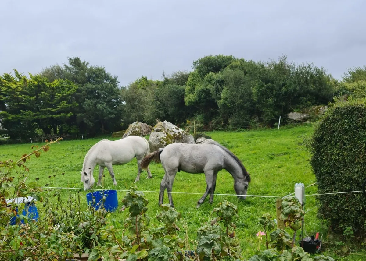Connemara Colt Foal - Image 1