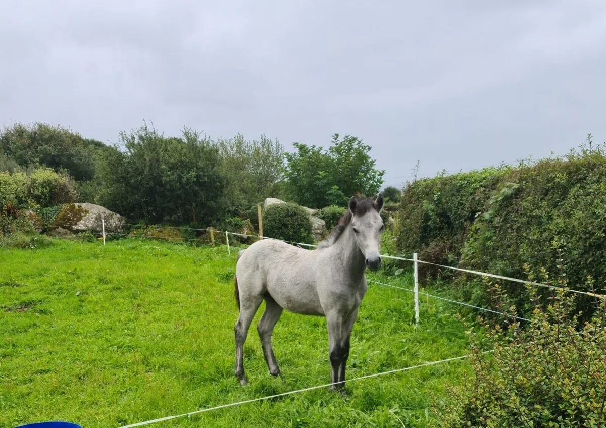 Connemara Colt Foal - Image 2