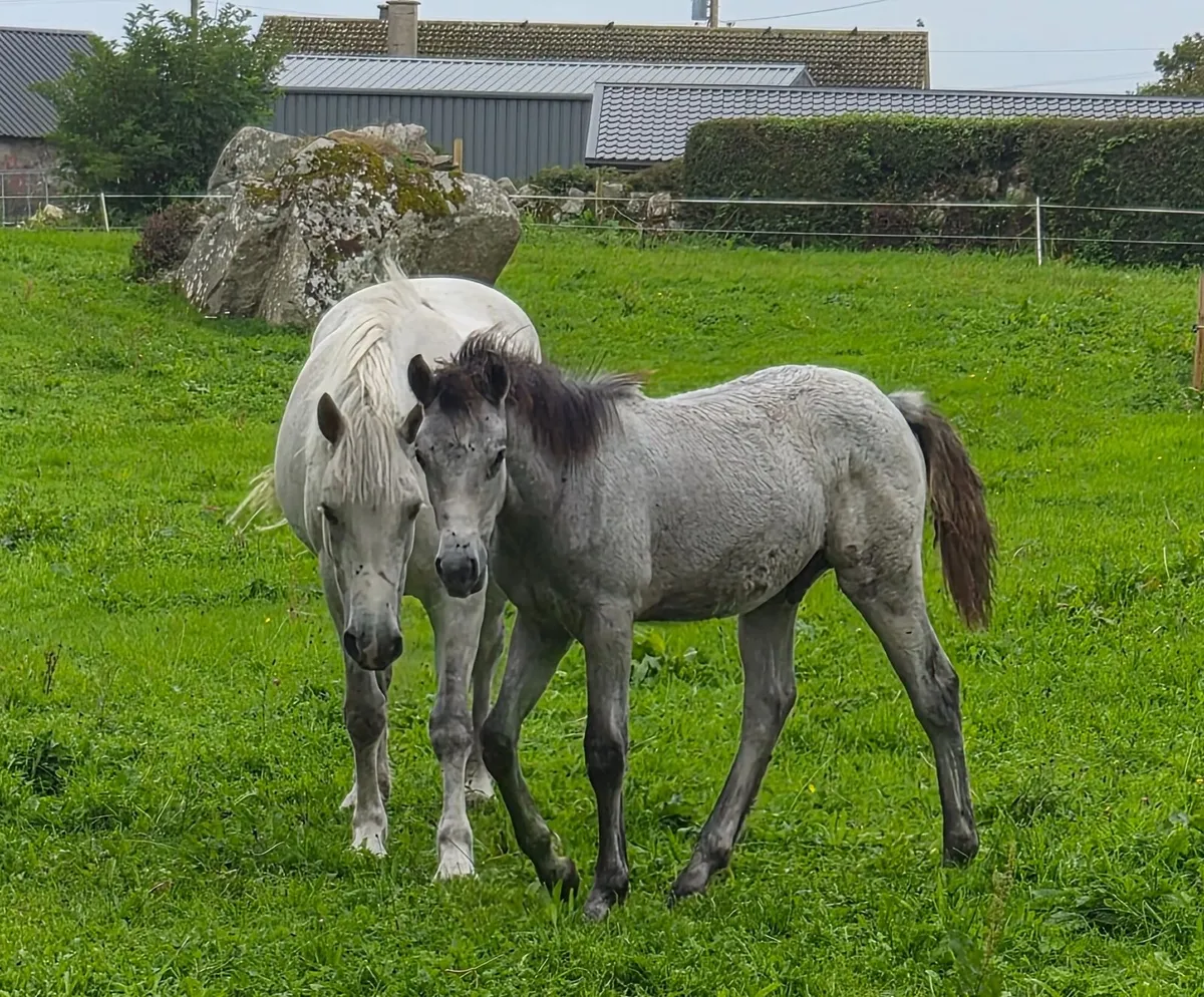 Connemara Colt Foal - Image 3