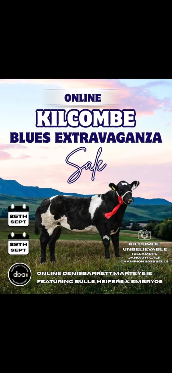 Online Belgian blue sale - Image 1