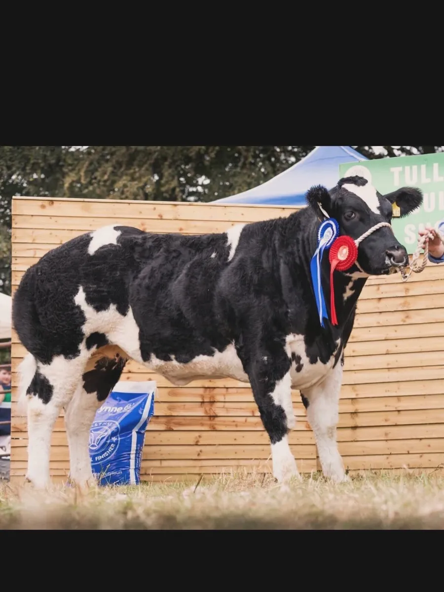Online Belgian blue sale - Image 2