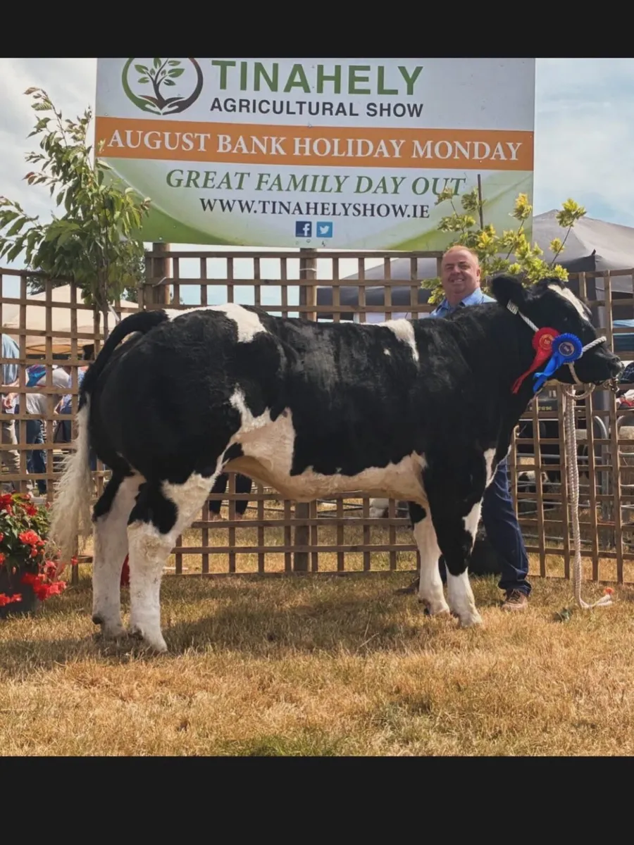 Online Belgian blue sale - Image 3