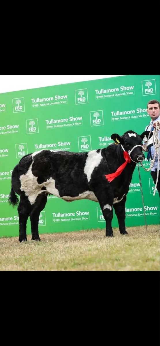 Online Belgian blue sale - Image 4