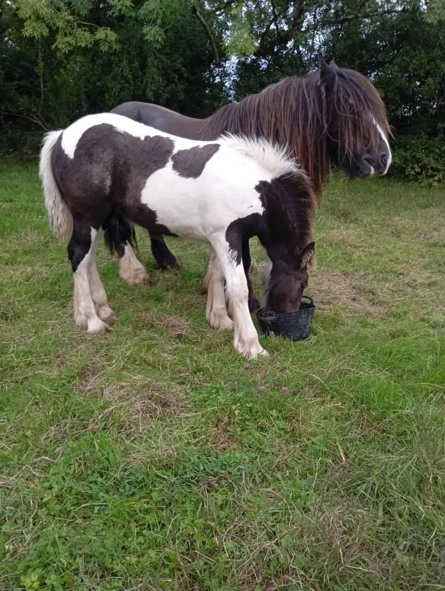 Filly foal - Image 4