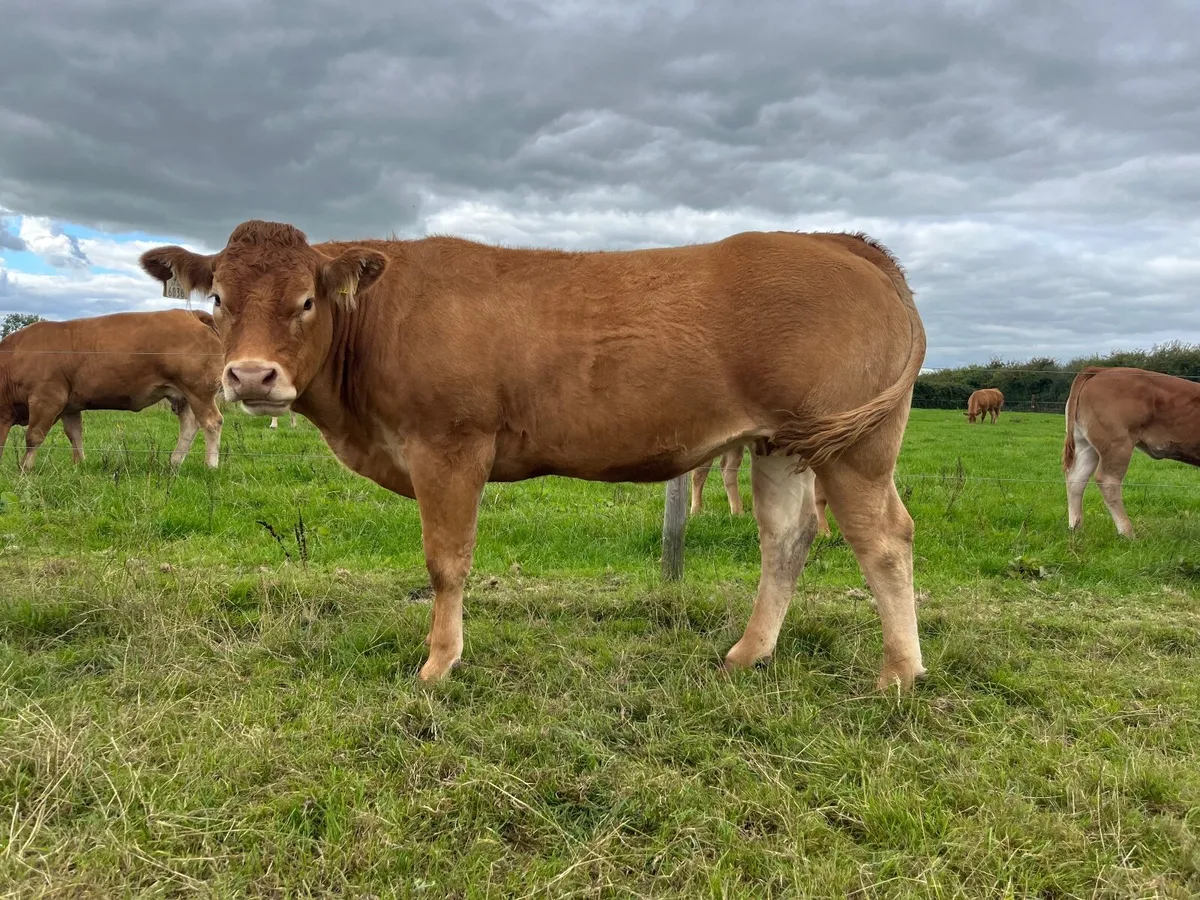 Pedigree Limousin in calf heifers - Image 2