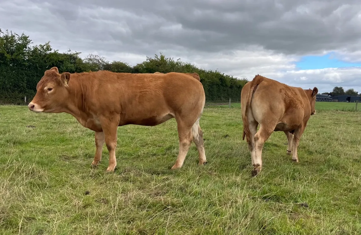 Pedigree Limousin in calf heifers - Image 3