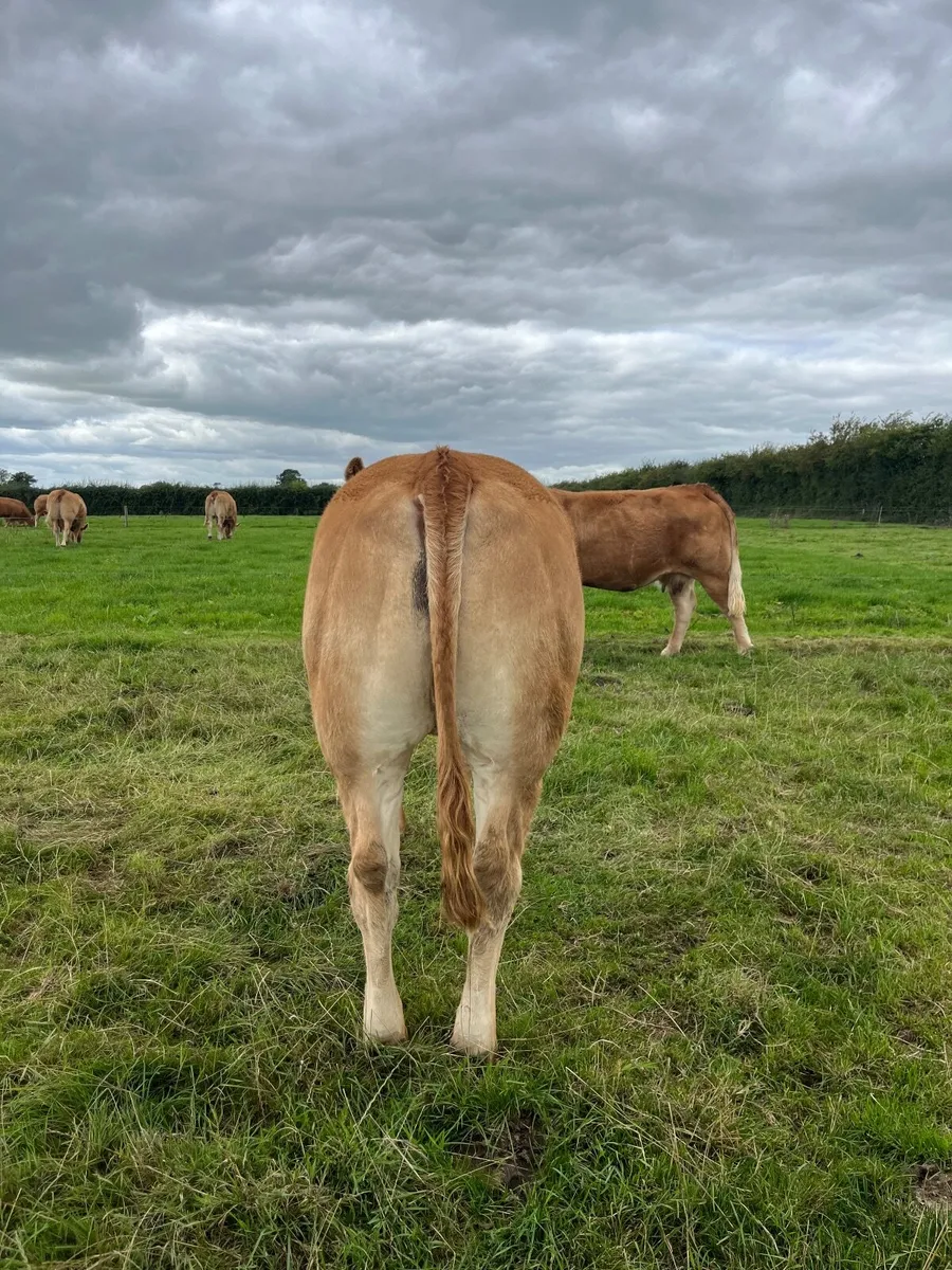 Pedigree Limousin in calf heifers - Image 4
