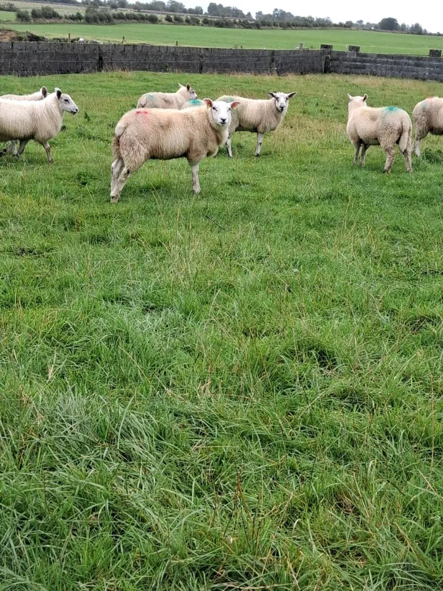 Newzealand texe/charbex Store lambs - Image 1