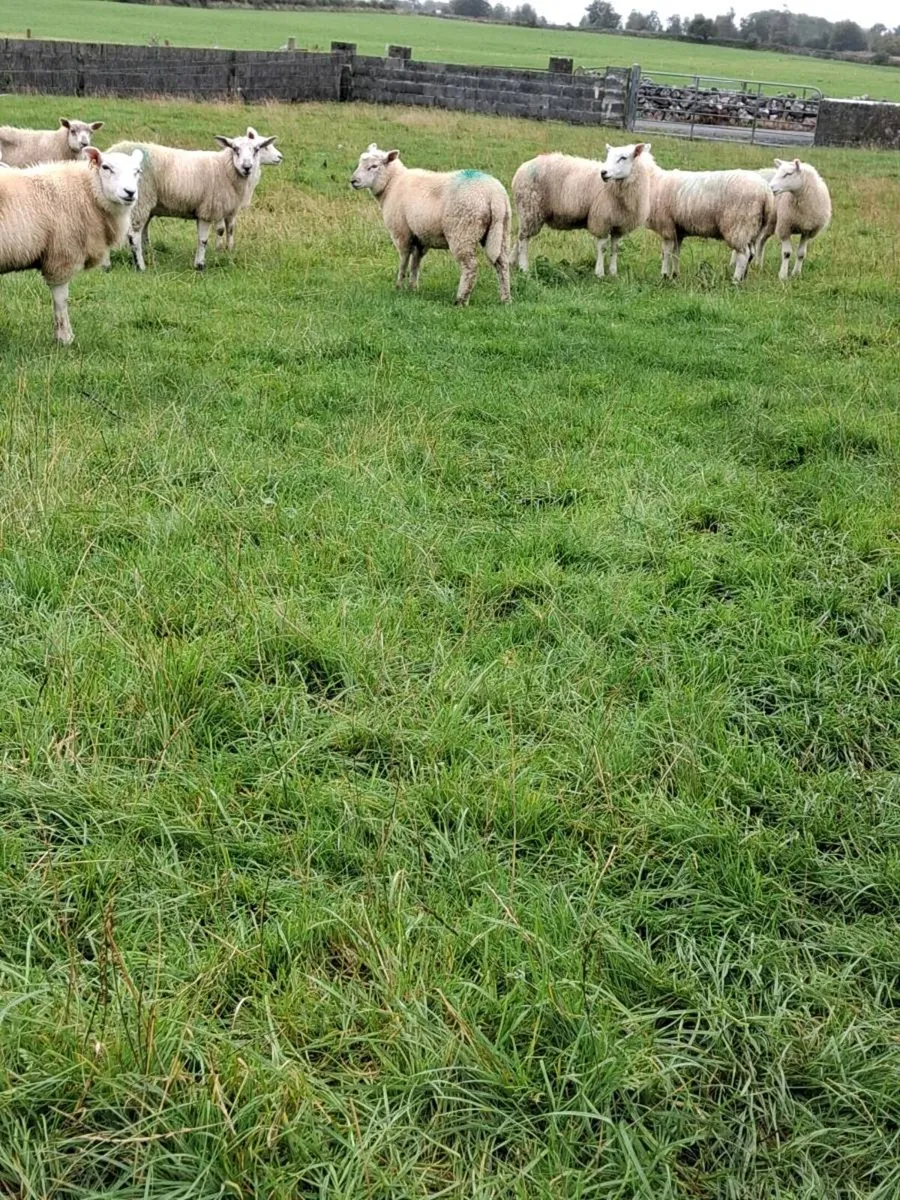 Newzealand texe/charbex Store lambs - Image 2