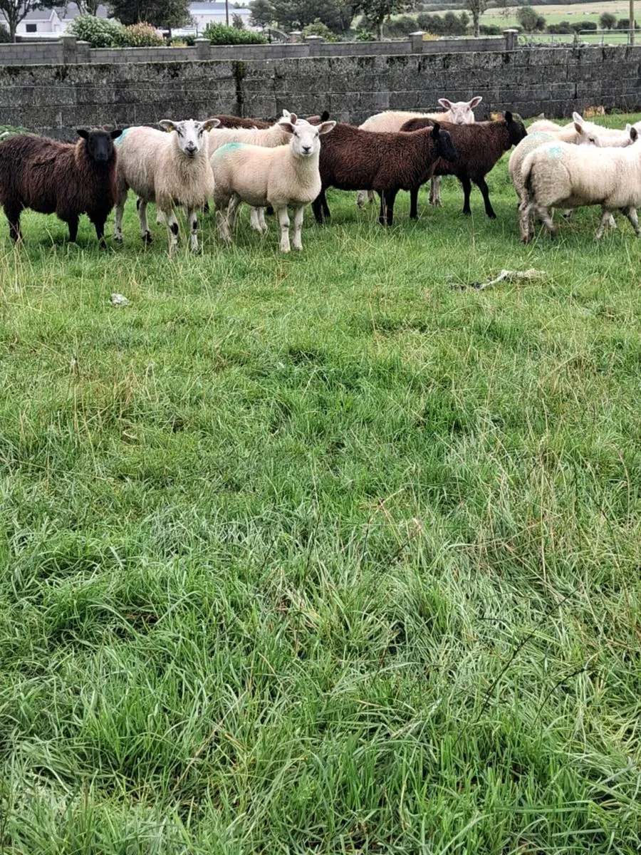 Newzealand texe/charbex Store lambs - Image 3