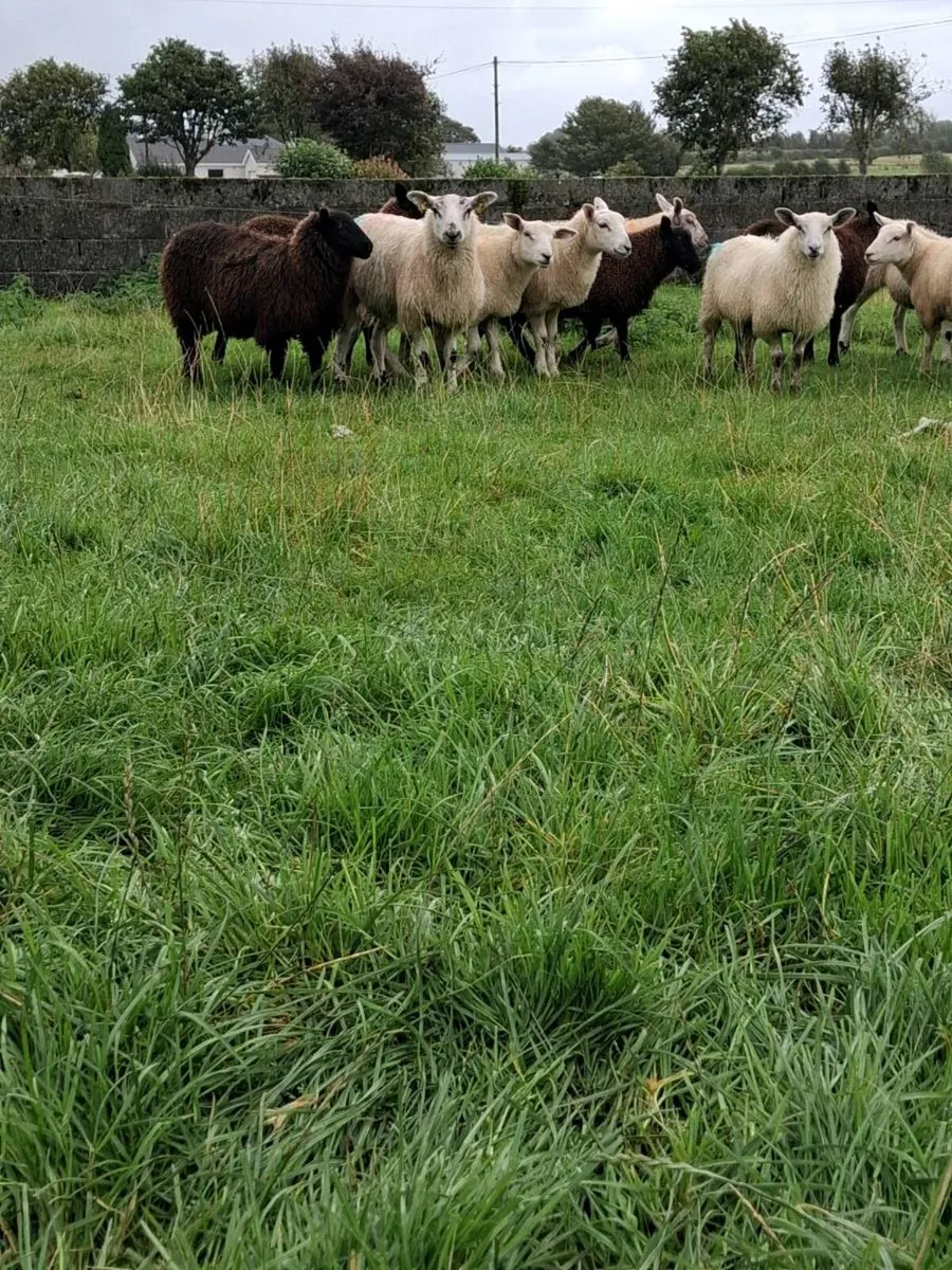 Newzealand texe/charbex Store lambs - Image 4