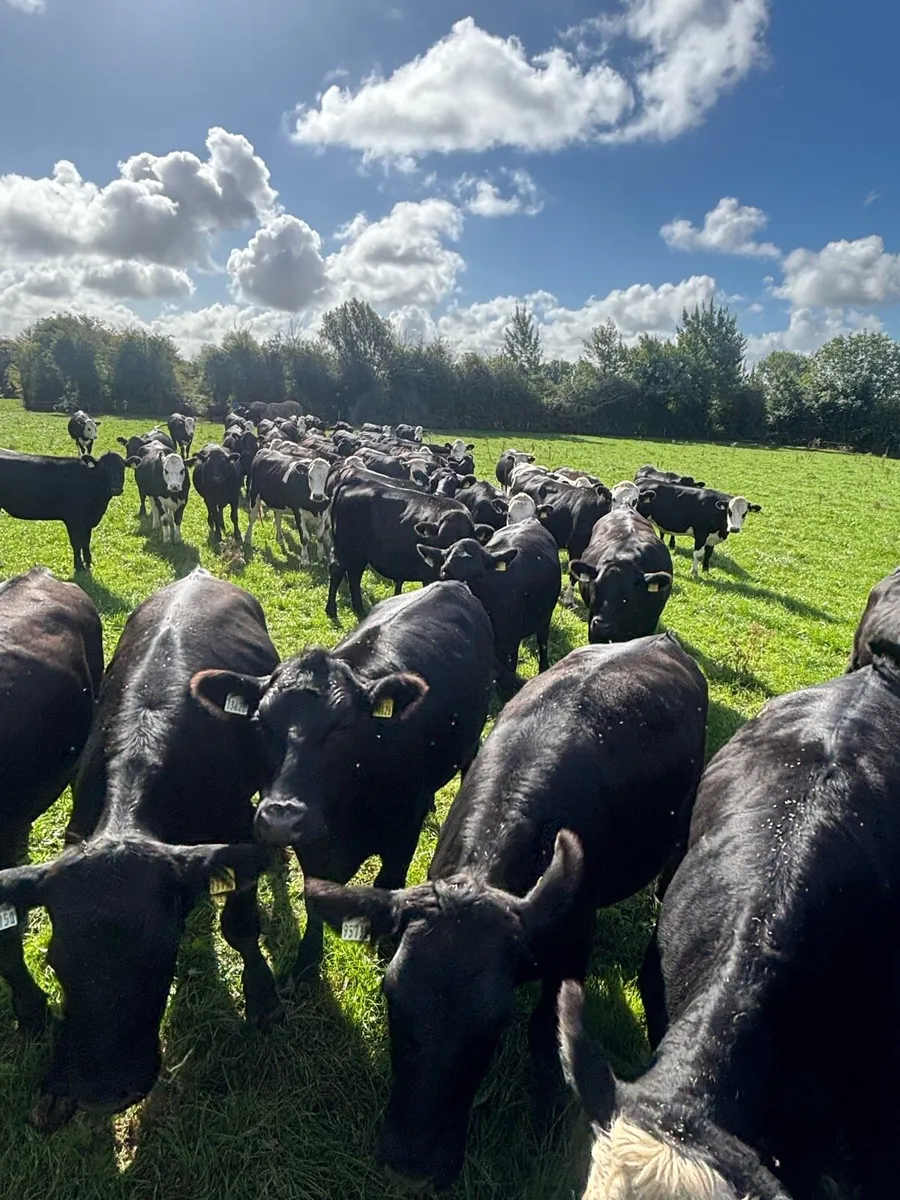 Beef Angus/hereford - Image 1
