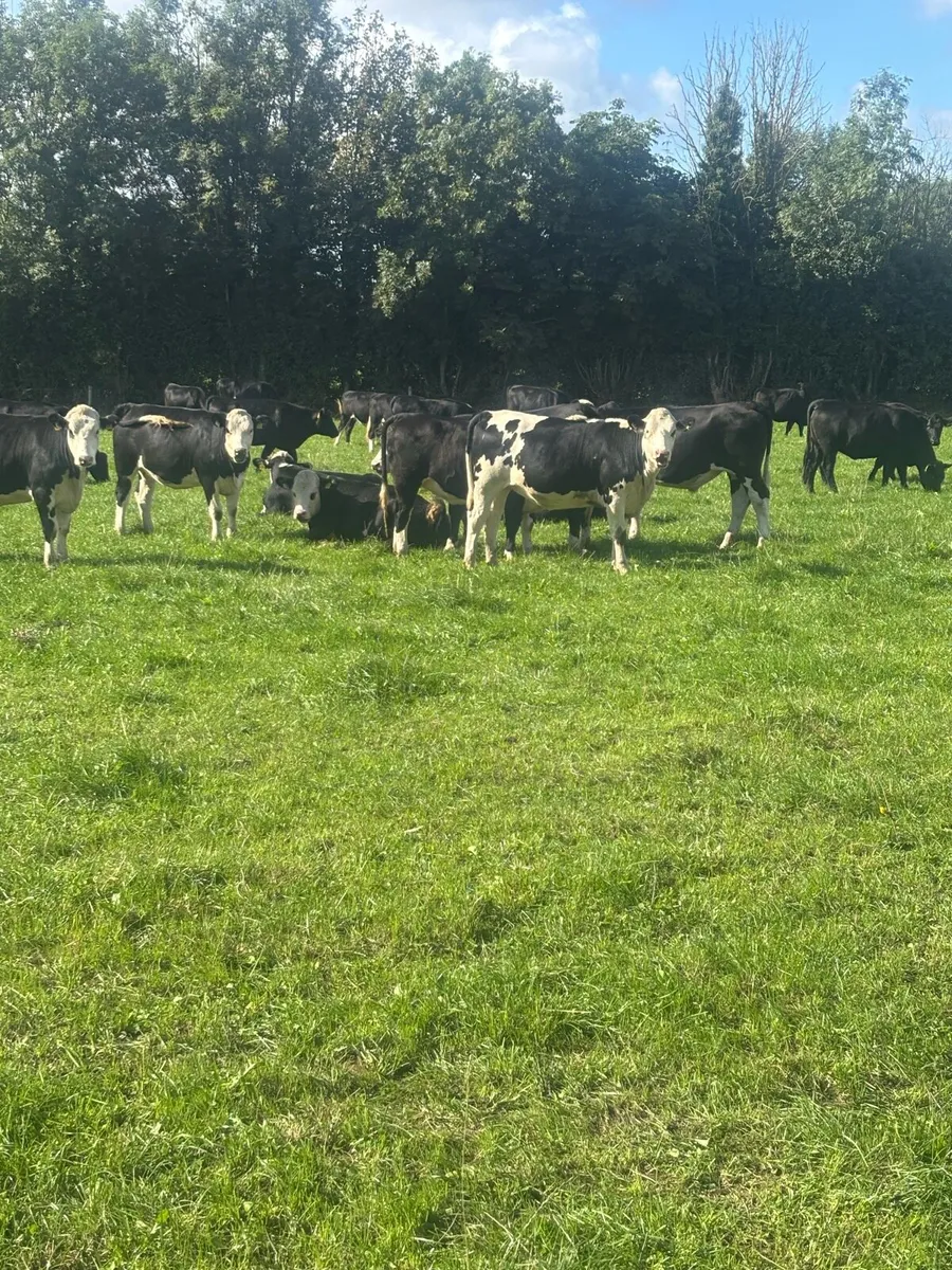 Beef Angus/hereford - Image 3