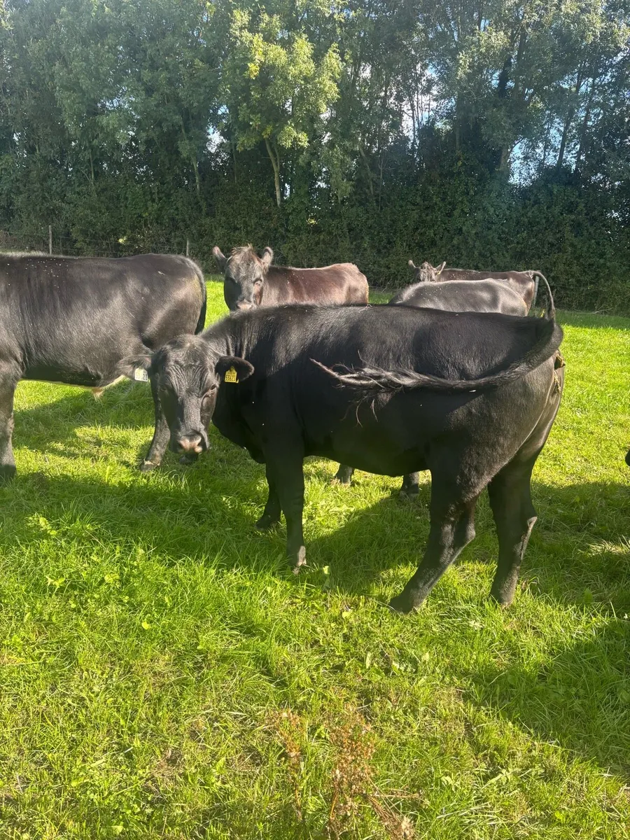 Beef Angus/hereford - Image 2