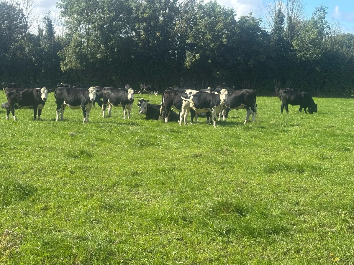 Beef Angus/hereford - Image 4