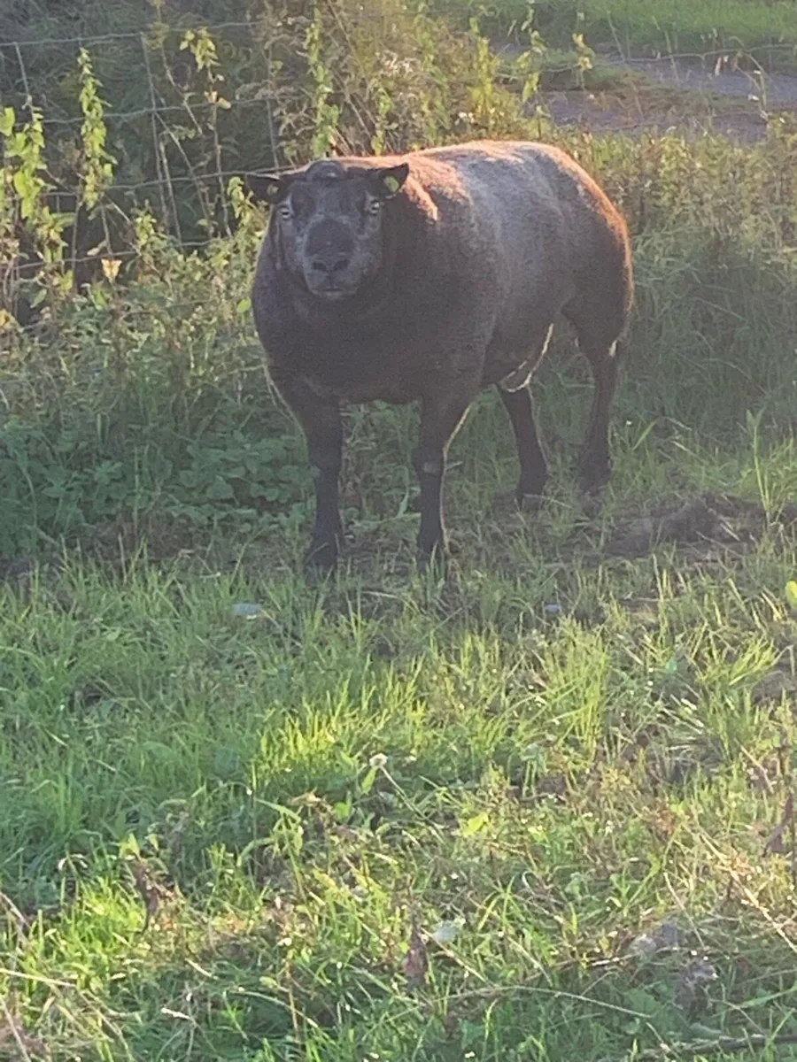 Pedigree Blue Texel Ram - Image 3