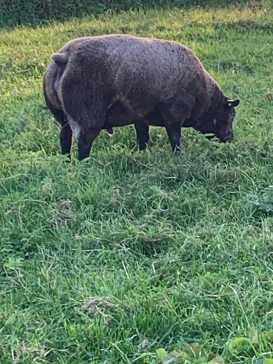 Pedigree Blue Texel Ram - Image 4