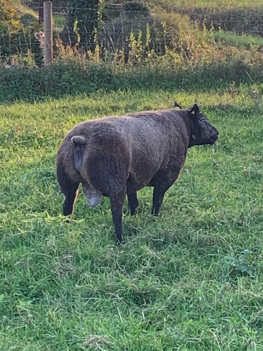 Pedigree Blue Texel Ram - Image 1