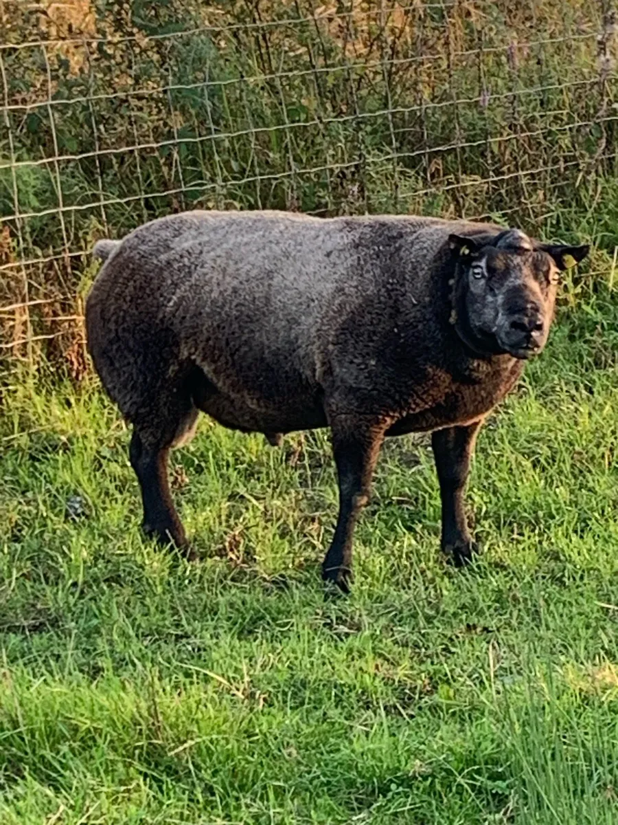 Pedigree Blue Texel Ram - Image 2