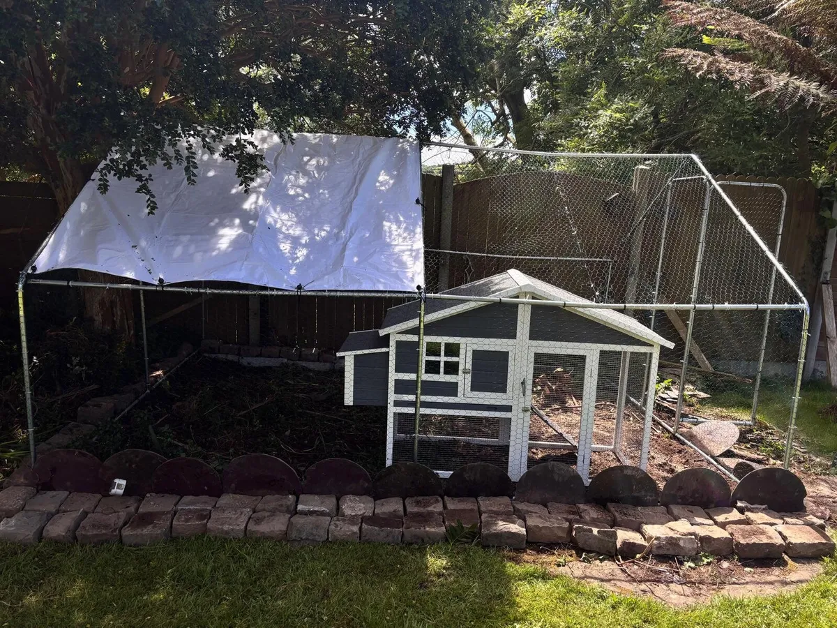 Chicken Run Run Full Setup - Image 4