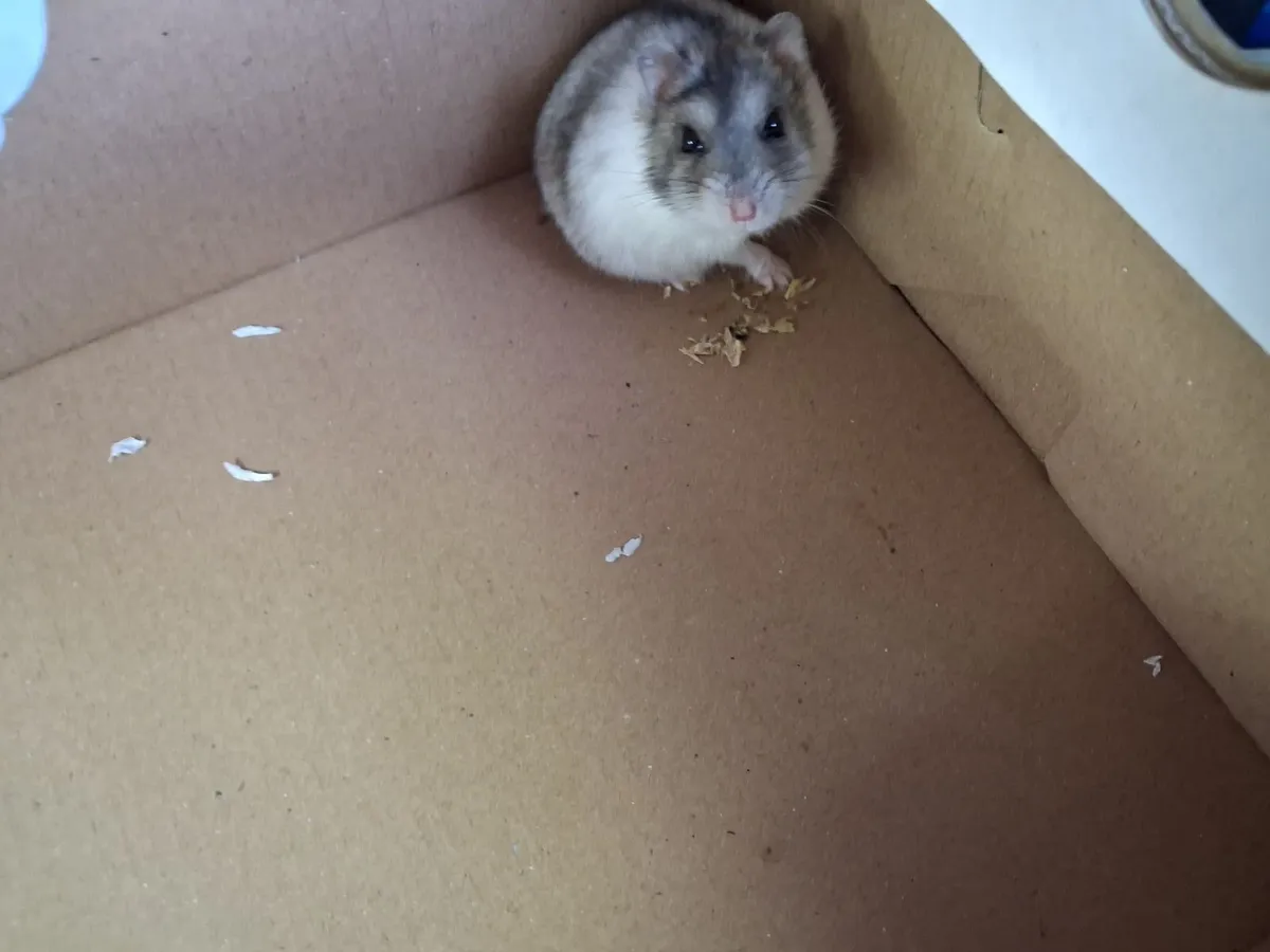 Russian dwarf hamster and cage free to a good home - Image 3