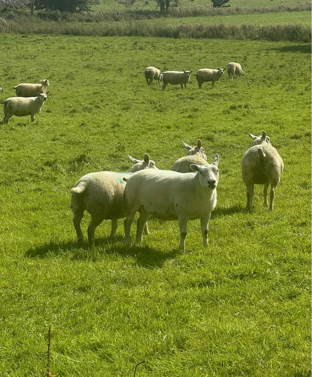Top Quality Hoggets - Image 1
