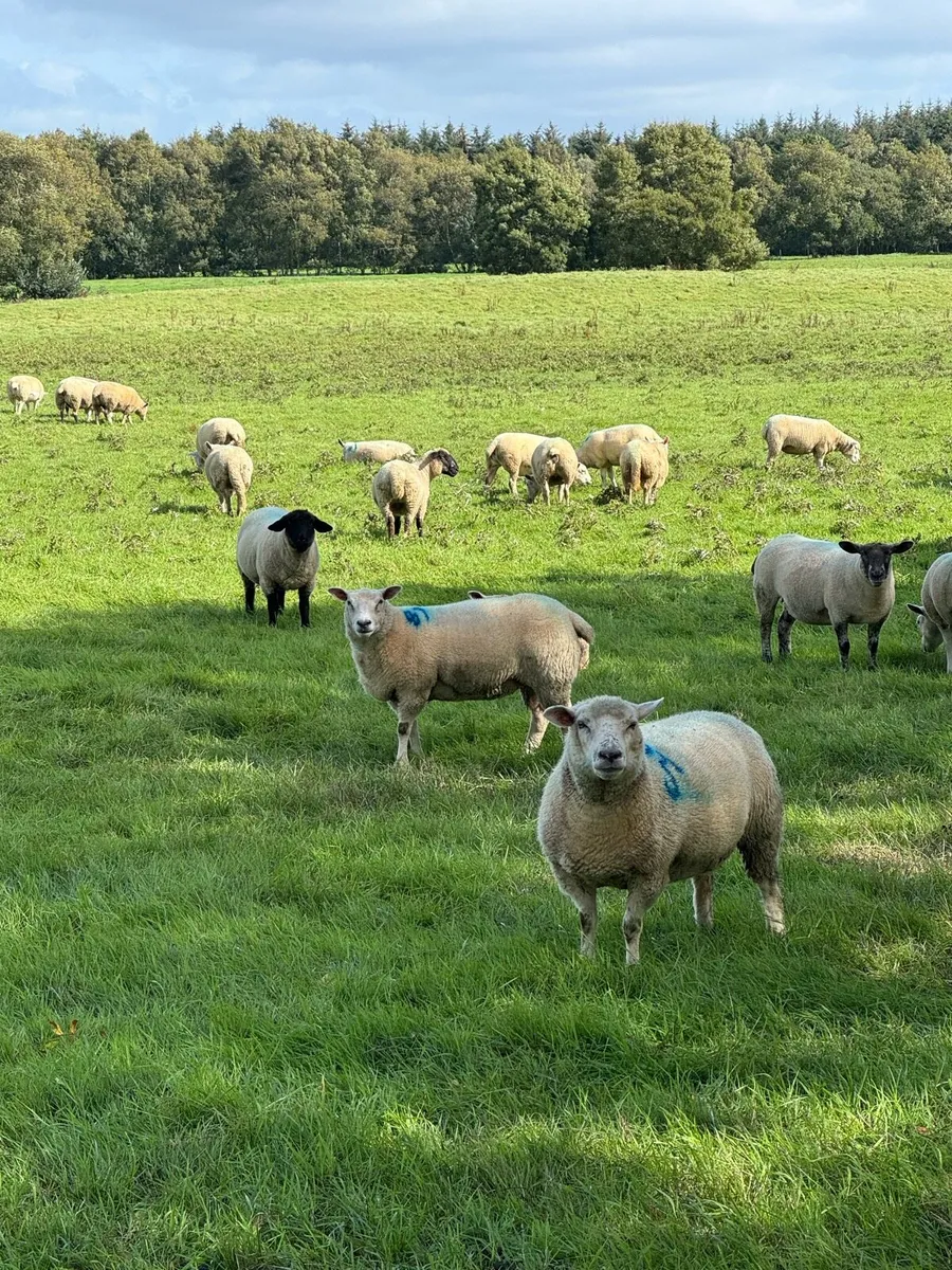 Top Quality Hoggets - Image 2