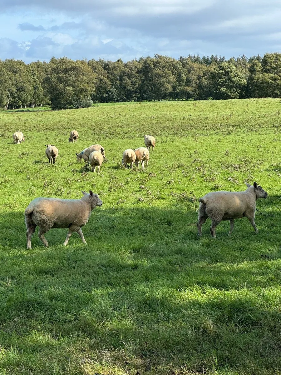 Top Quality Hoggets - Image 3