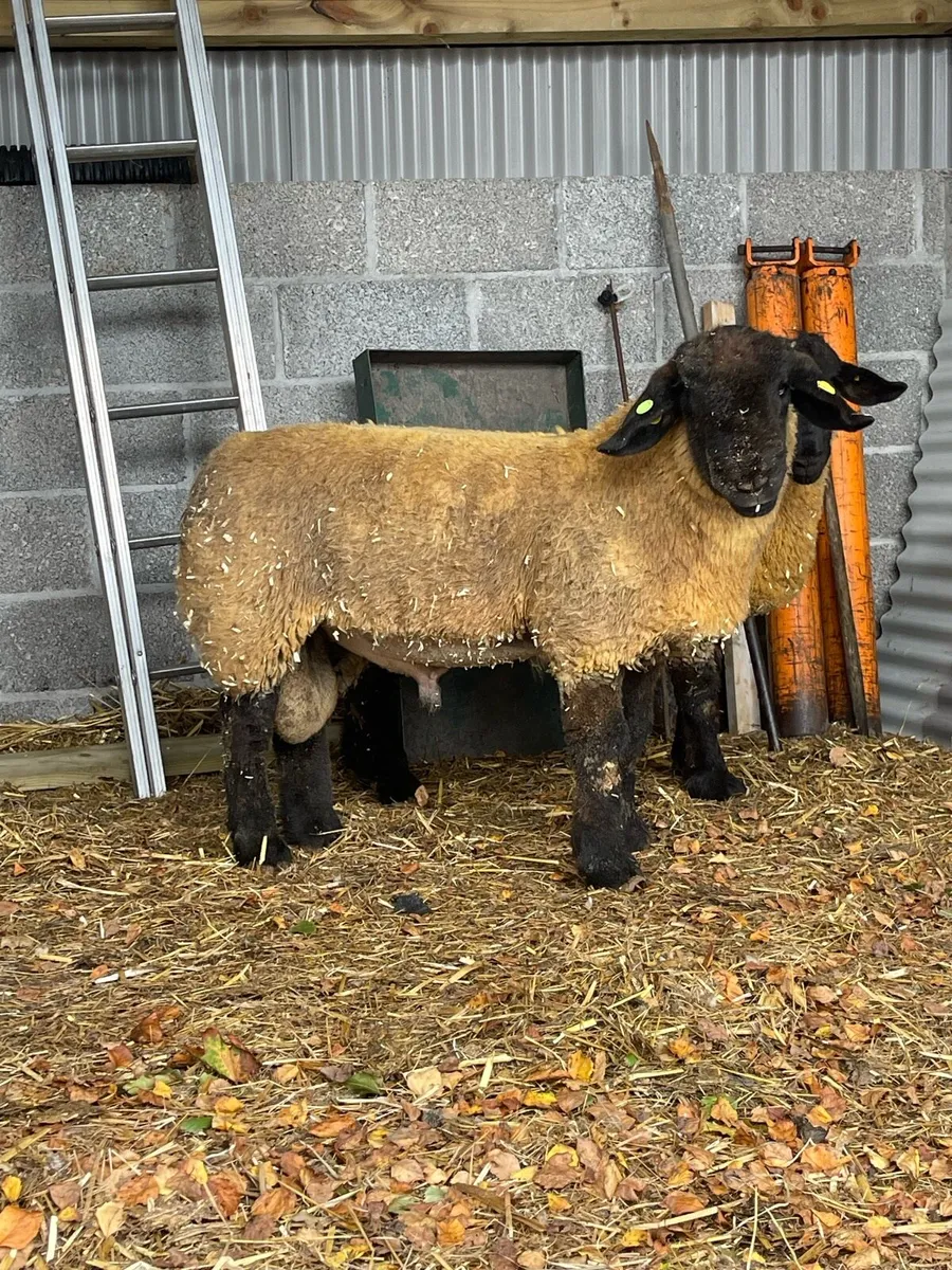 ⭐️PBR Suffolk Ram Lambs ⭐️ ✅SIS - Image 1