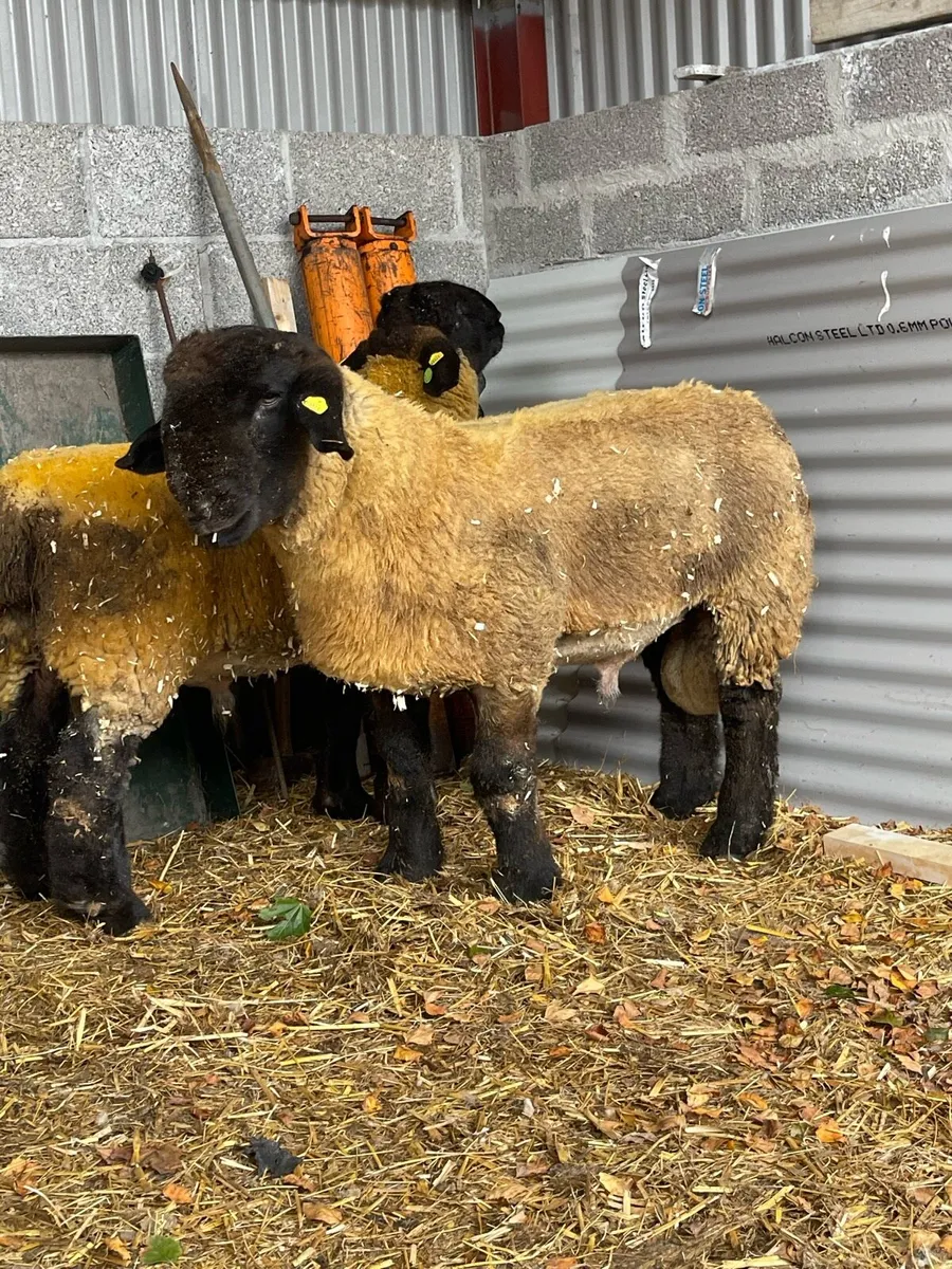 ⭐️PBR Suffolk Ram Lambs ⭐️ ✅SIS - Image 2