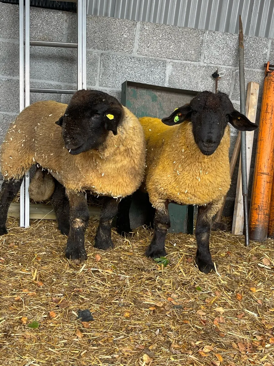⭐️PBR Suffolk Ram Lambs ⭐️ ✅SIS - Image 3