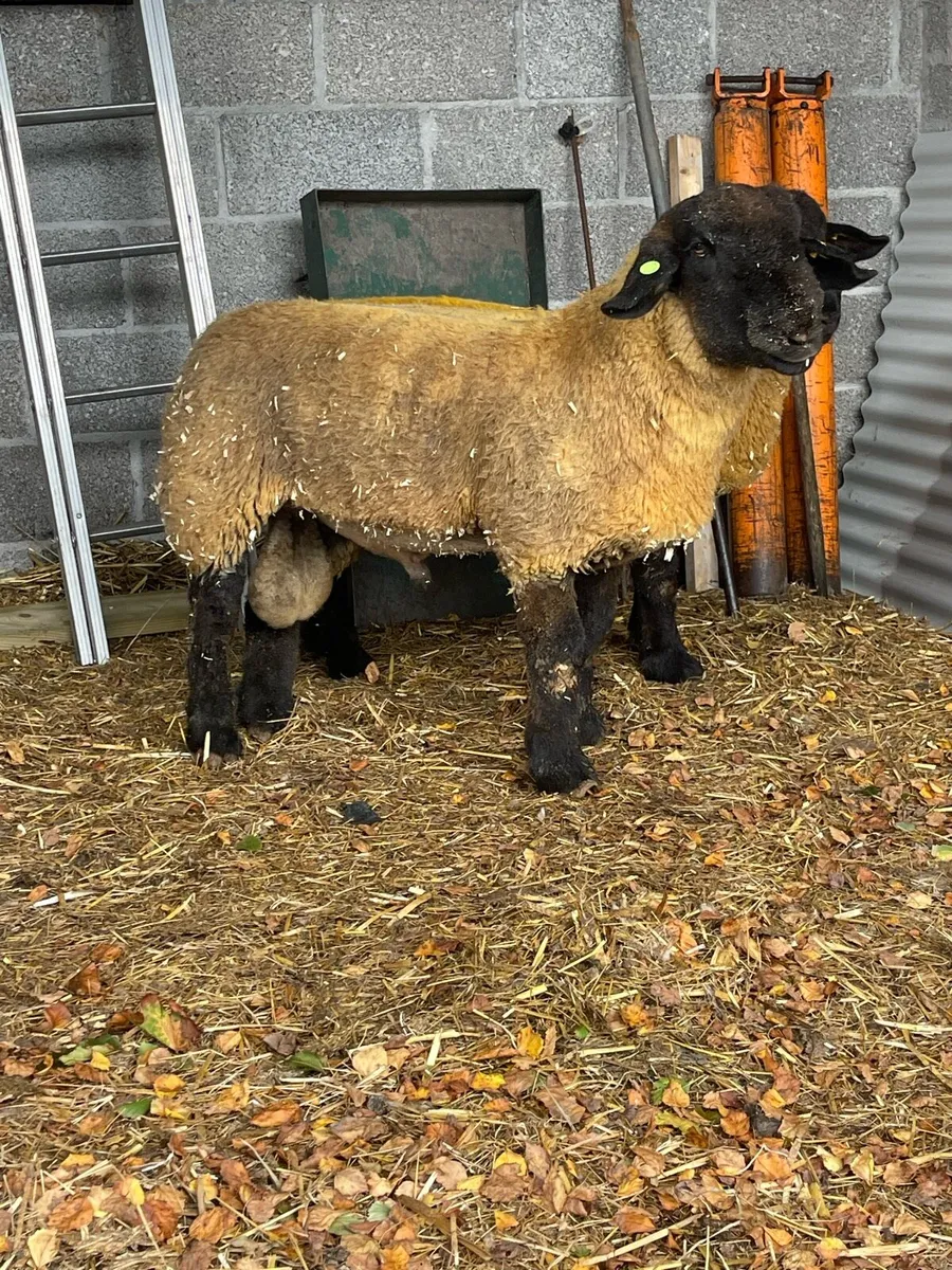 ⭐️PBR Suffolk Ram Lambs ⭐️ ✅SIS - Image 4
