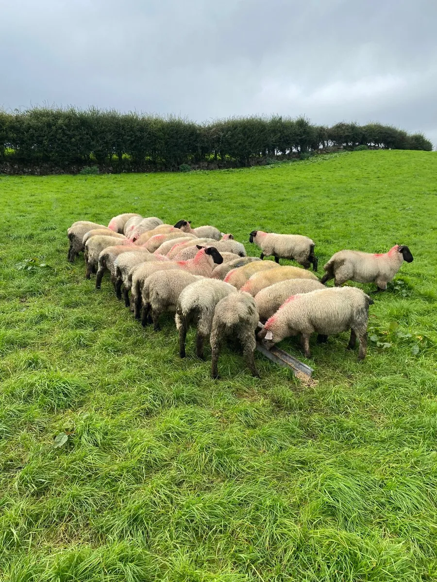 Ewe and Ram Lambs For Sale - Image 3