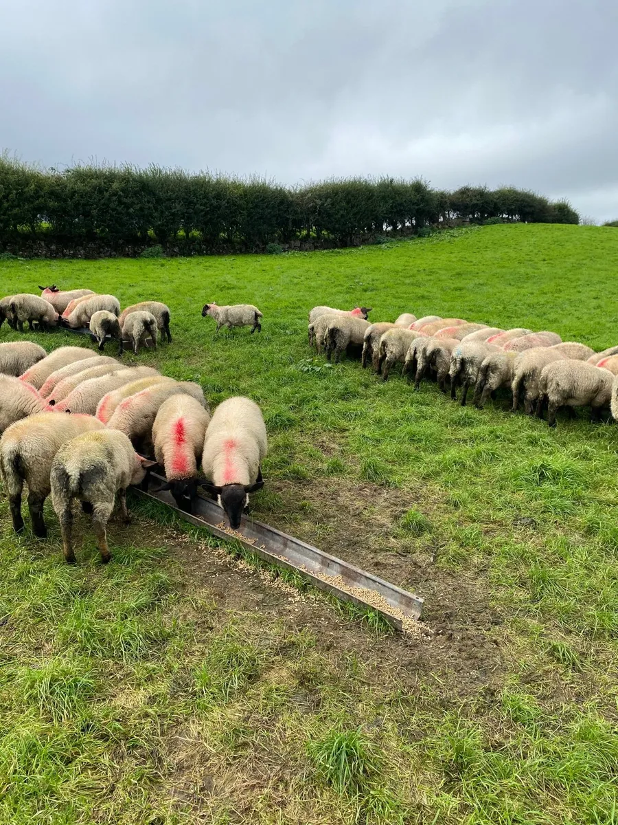 Ewe and Ram Lambs For Sale - Image 4